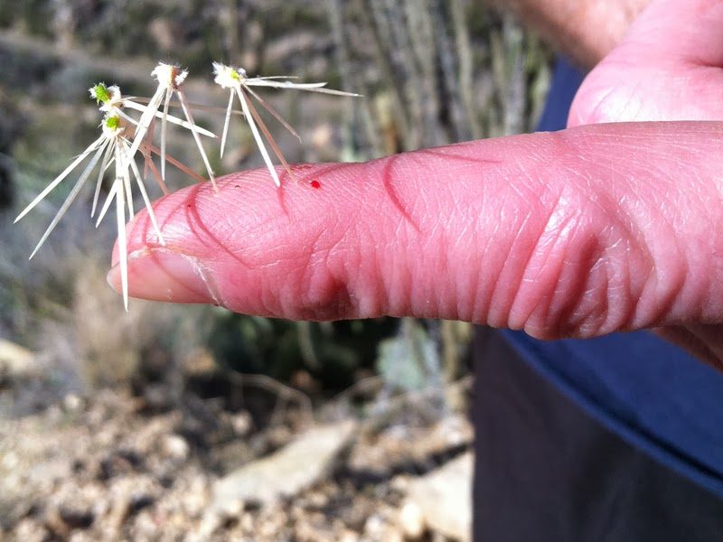 Stay away from the cholla plants! Ouch!!!