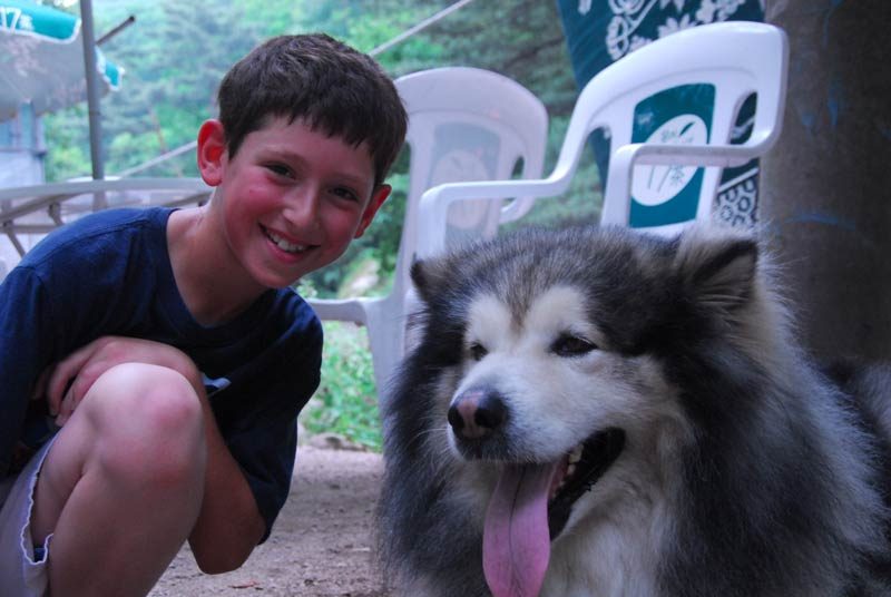 We were told that this dog was part wolf...I think Lassie was sneaking off for a secret rendezvous when the camera was not rolling.