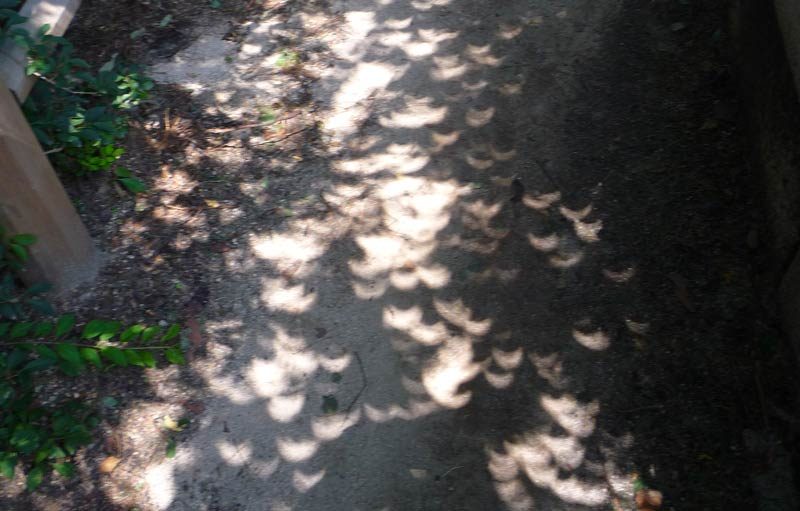 Then we noticed something peculiar. If you looked under the trees, there were thousands of tiny crescent shaped shadows on the ground. The shadows were everywhere! The 4 of us started making shadows with our hands and anything that would work too...